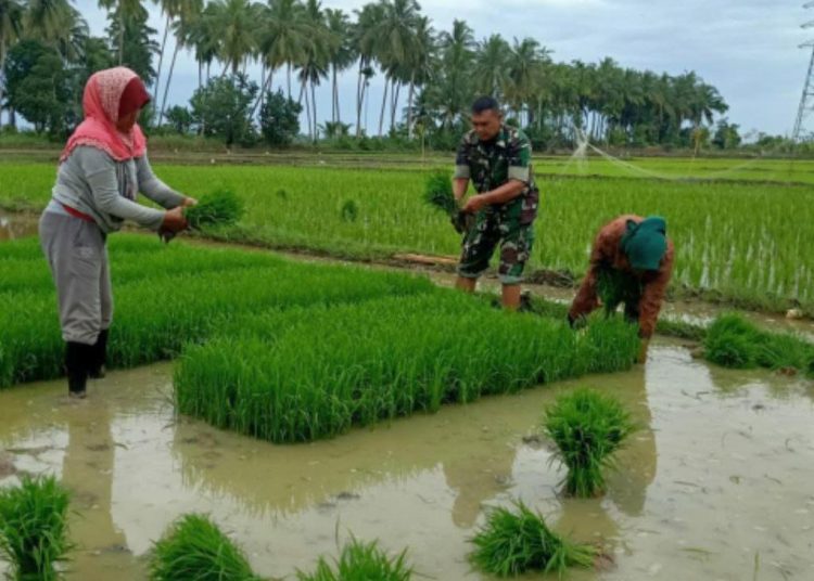 Babinsa Koramil Blang Mangat Bantu Petani Tanam Padi