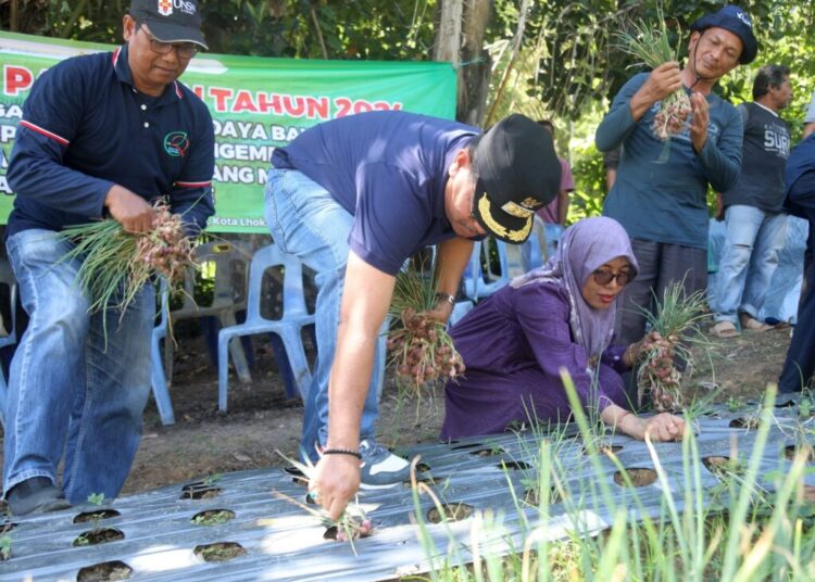 Pj Wali Kota Lhokseumawe, A Hanan SP MM, bersama Universitas Syiah Kuala (USK) melakukan panen perdana bawang merah di Gampong Paloh Batee, Kecamatan Muara Satu, Minggu (27/10/2024).