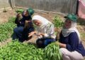 Mahasiswa KKN-PPM Kelompok 9 Unimal memanen kangkung dan sawi caisim di lahan depan posko mereka di Gampong Teungoh, Kecamatan Nisam, Aceh Utara