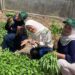 Mahasiswa KKN-PPM Kelompok 9 Unimal memanen kangkung dan sawi caisim di lahan depan posko mereka di Gampong Teungoh, Kecamatan Nisam, Aceh Utara